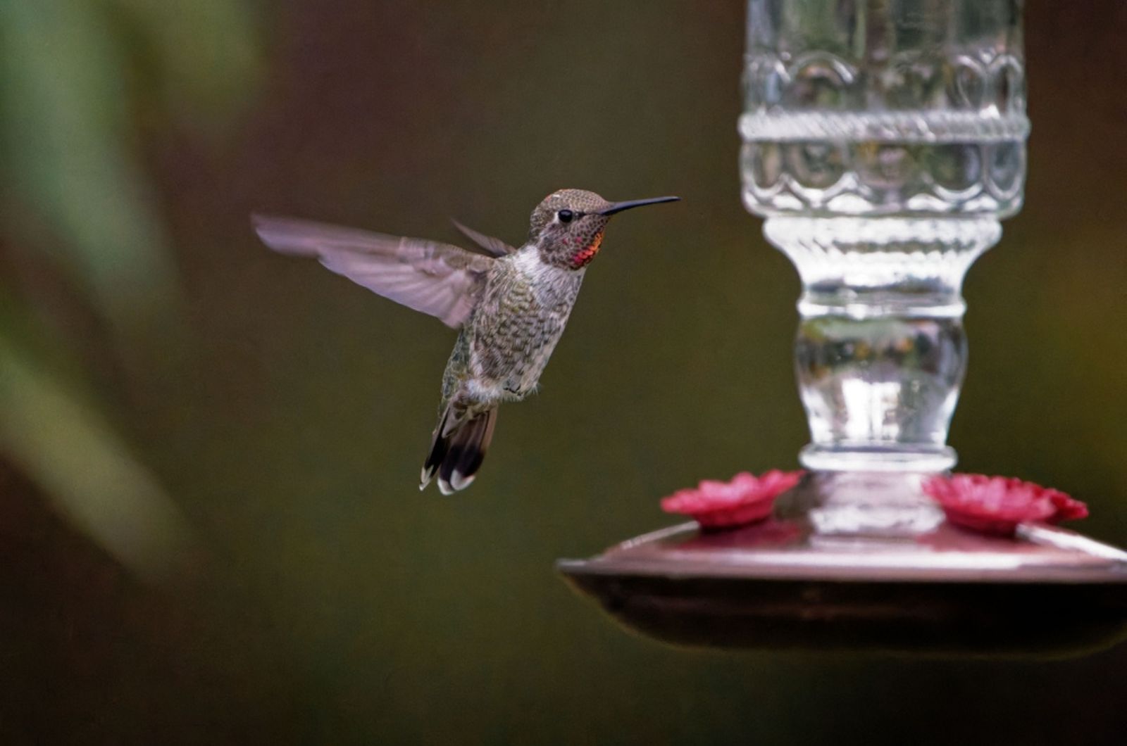 Find Out Why It Is Extremely Important To Use Glass Hummingbird Feeders Safely