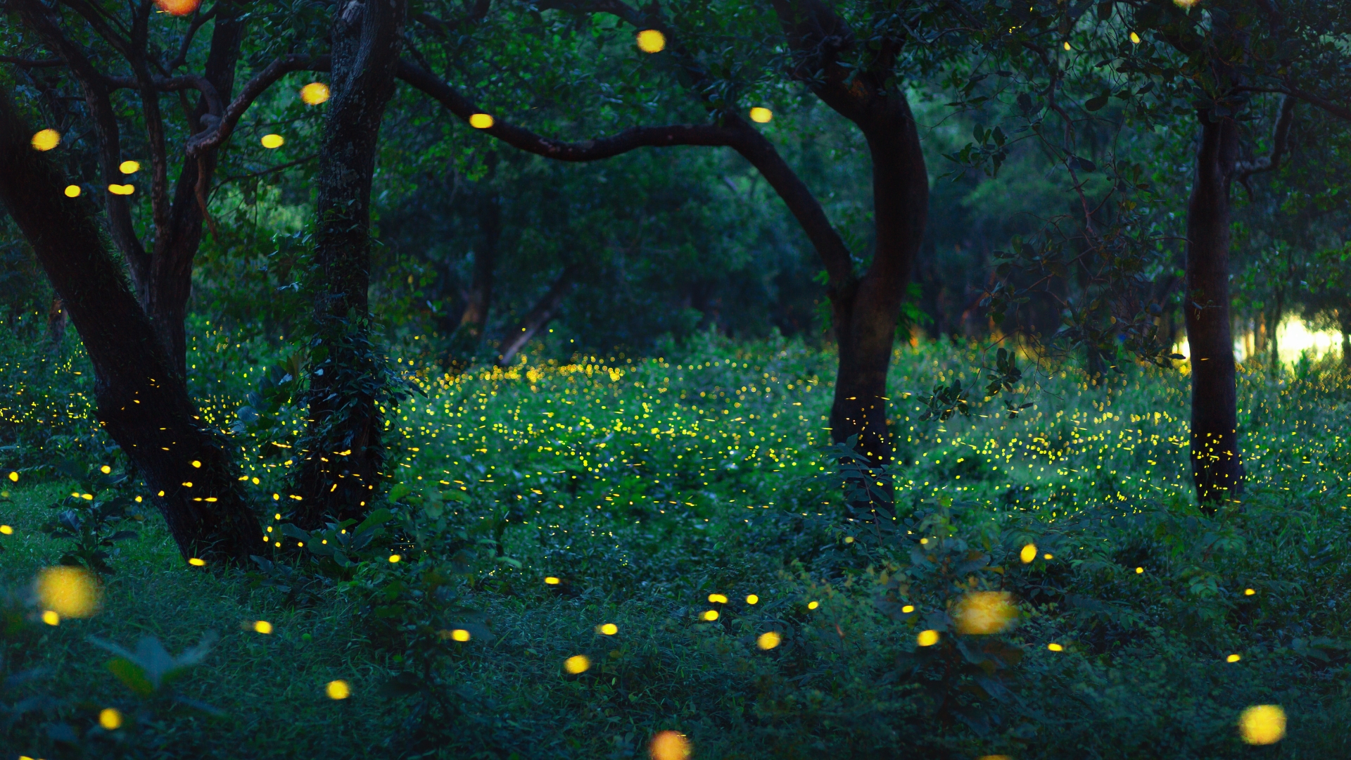 Fireflies Are Your Golden Ticket To A Slug-Free Garden – Here Are 5 Ways To Attract Them