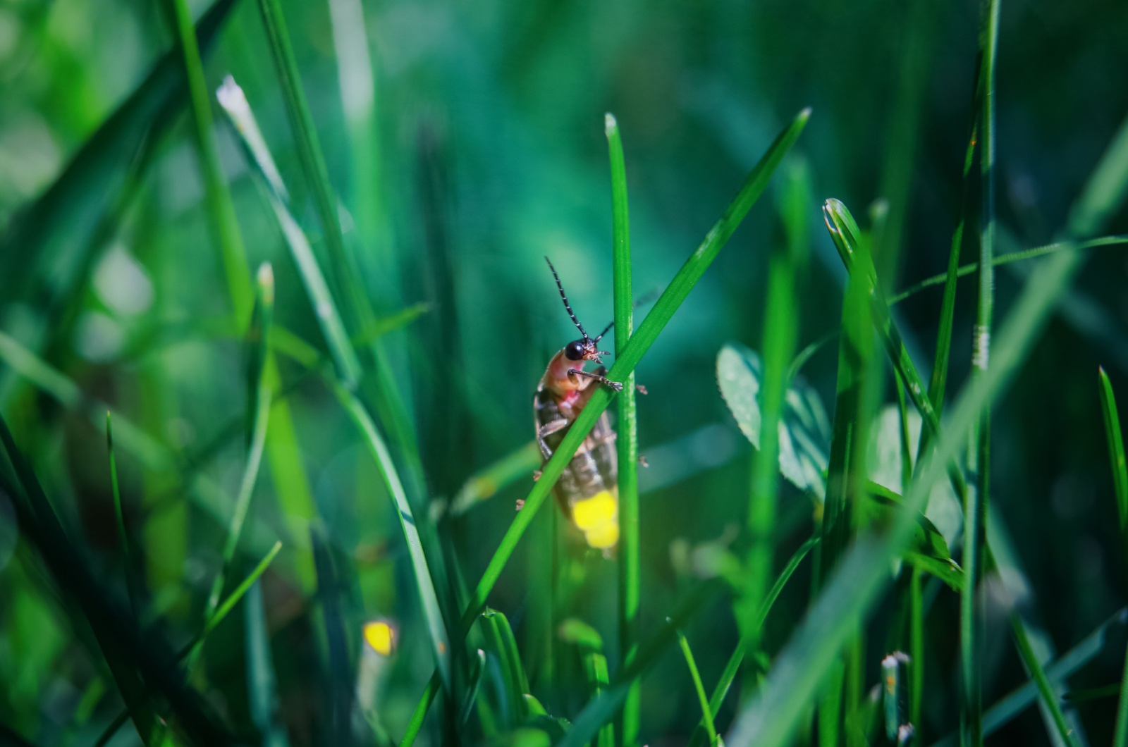 Firefly on grass