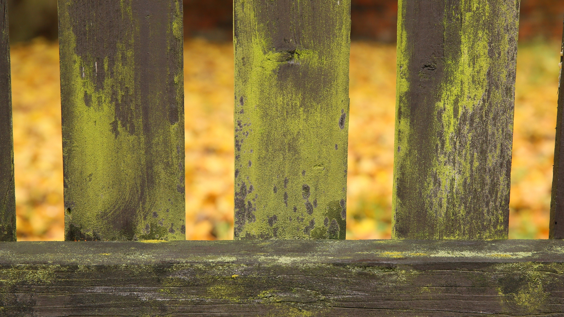 algae on a fence