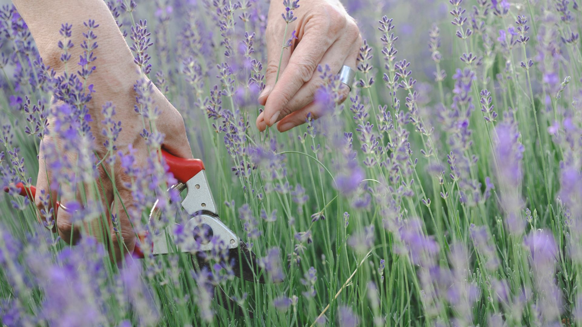 lavender pruning