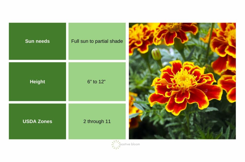 French Marigolds