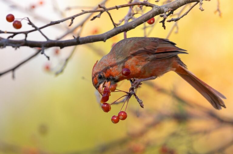bird on a berry tree
