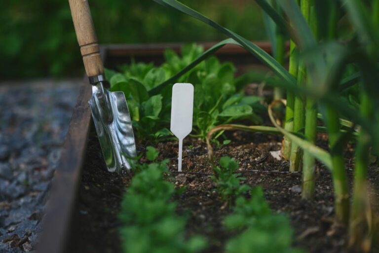 transplanting parsley