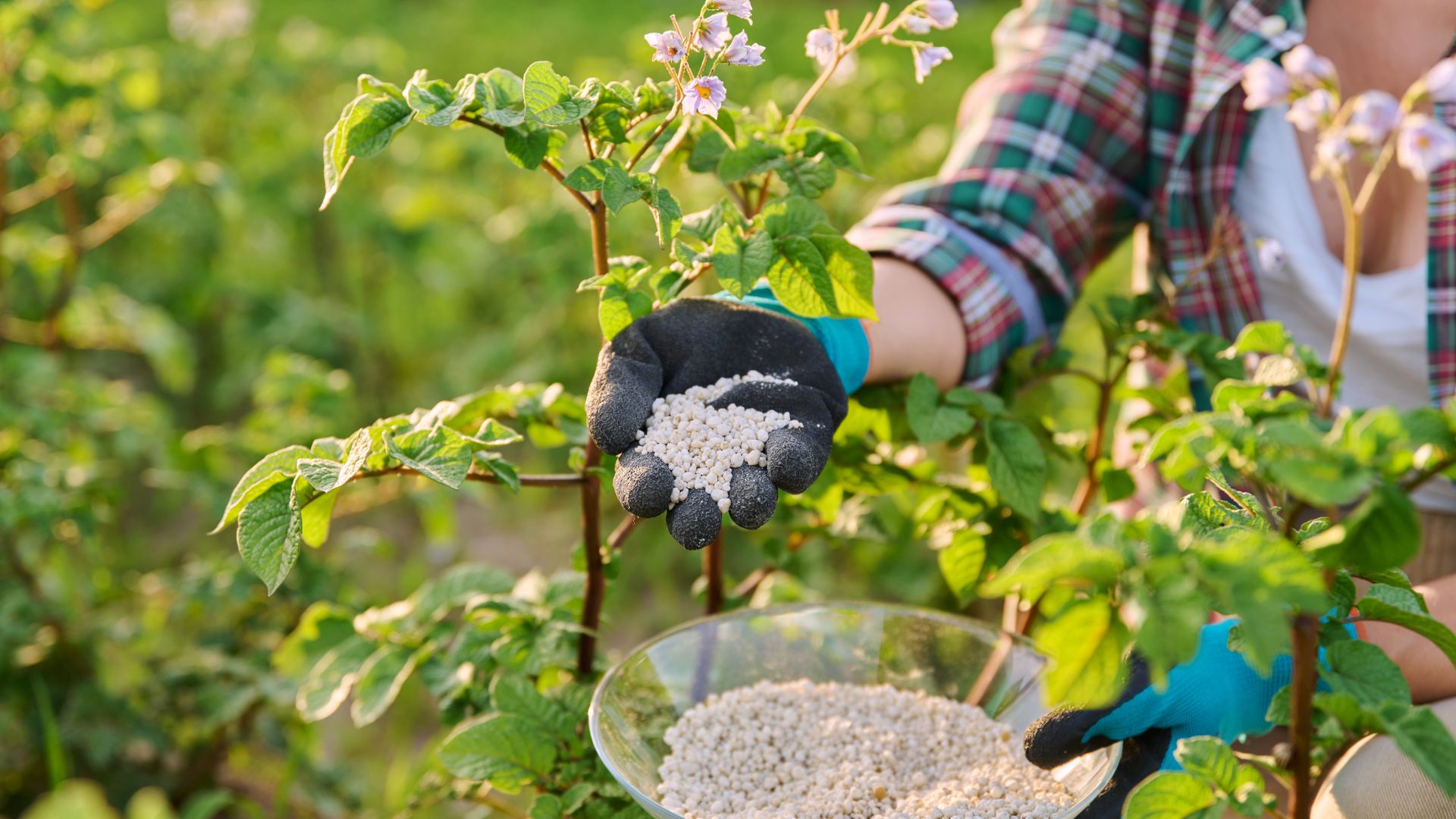 Get Your Biggest Ever Potato Harvest With These Proven Fertilizing Techniques