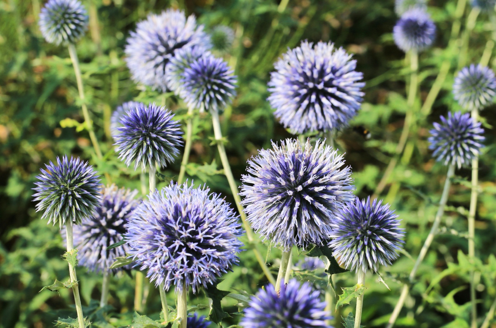 Globe Thistle