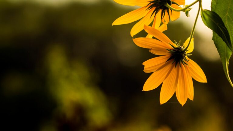 photo of a yellow flower