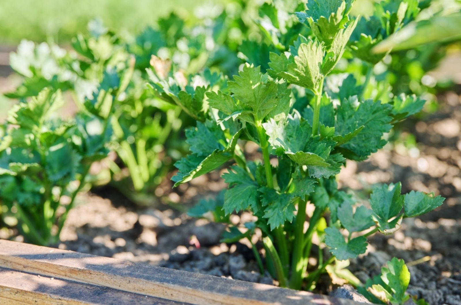 celery in raised beds