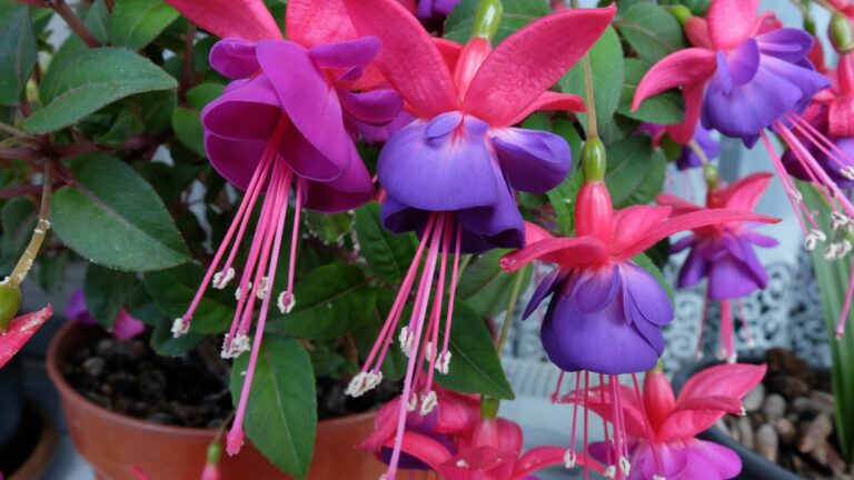 growing fuchsia in a pot