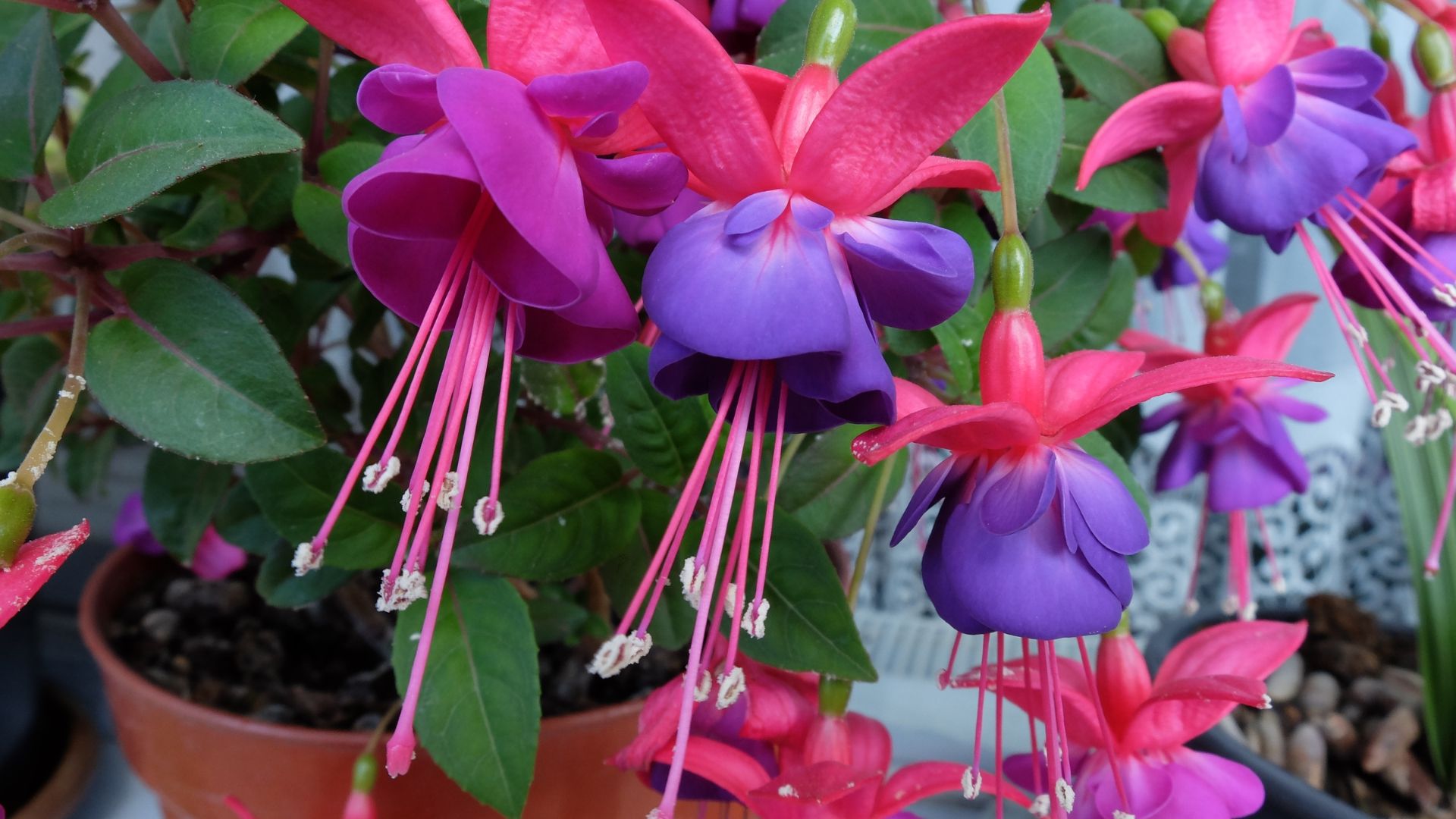 Growing Fuchsias In Pots For Bright, Long-Lasting Blooms