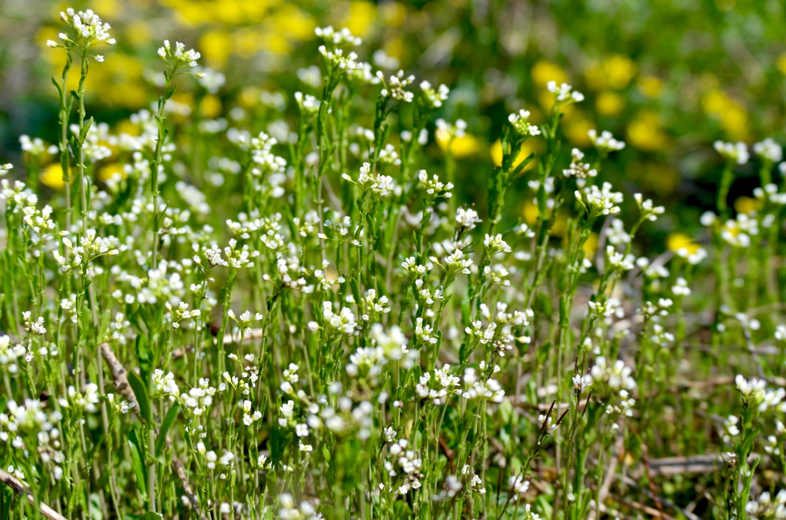 Hairy Bittercress