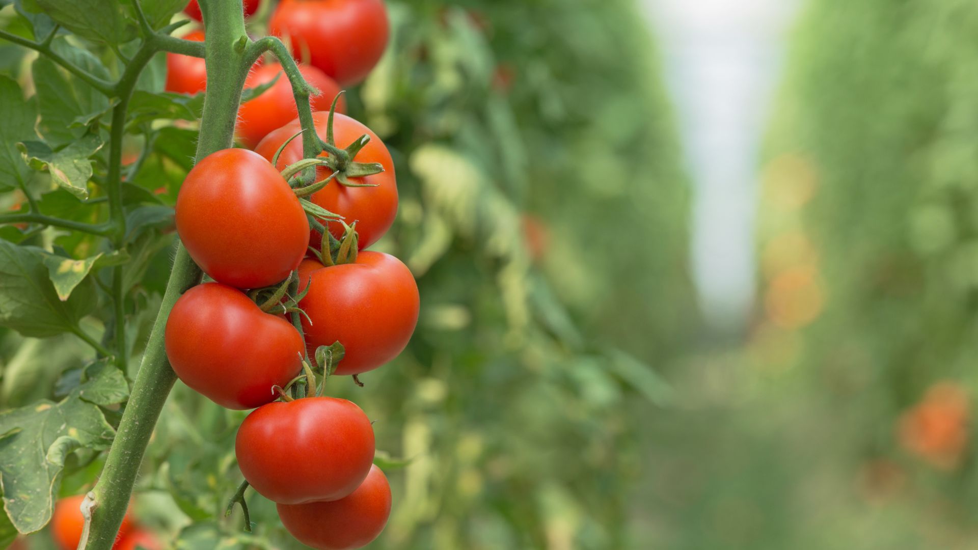 tomatoes growing in garden