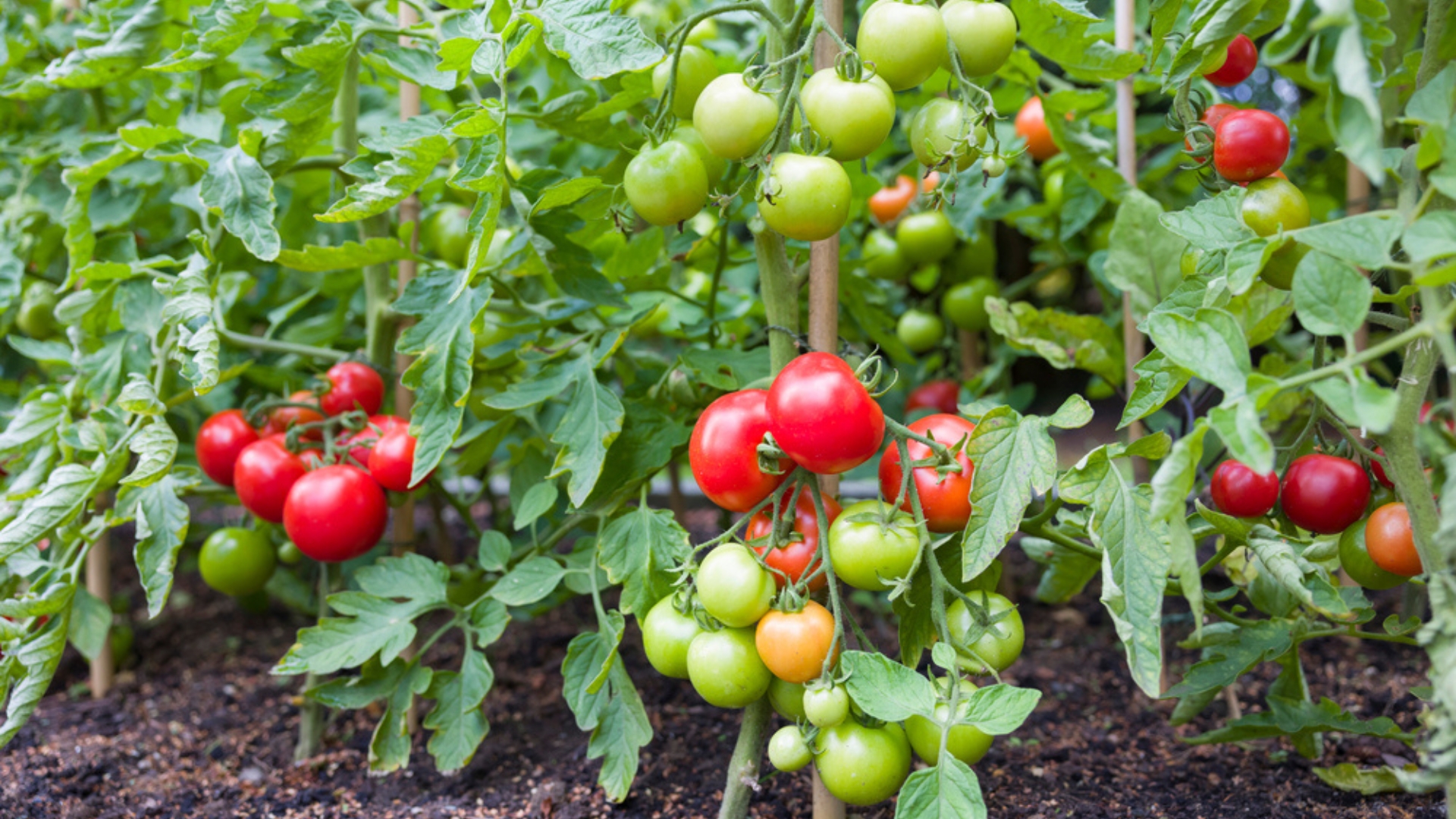 tomatoes with hummingbird moth