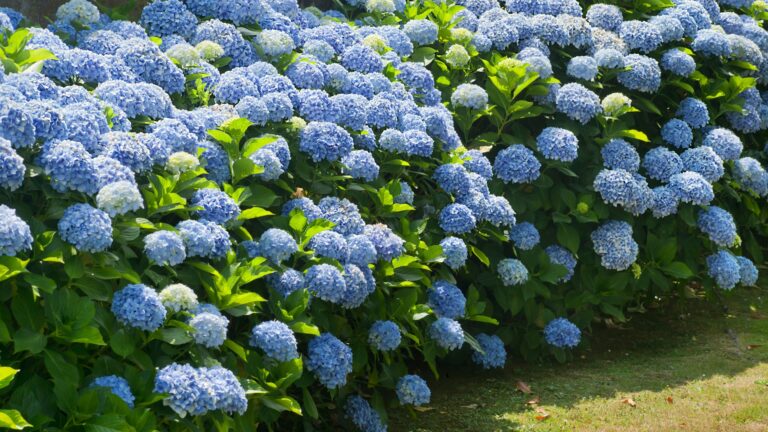 Blue Hydrangeas