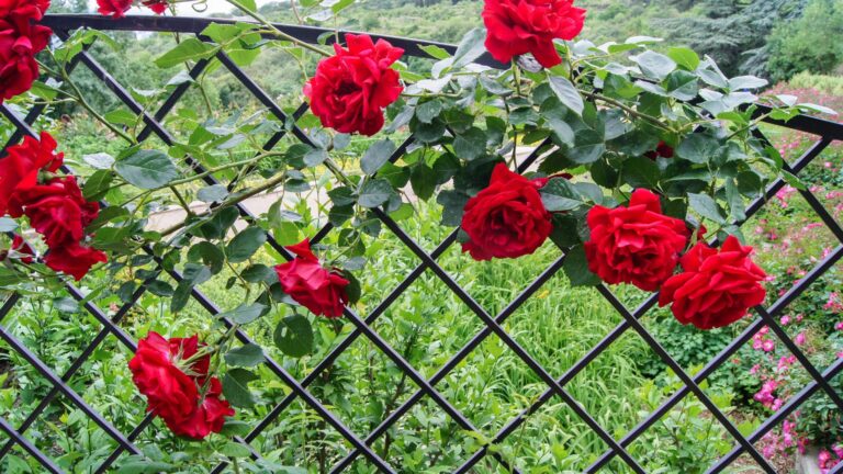 red climbing roses