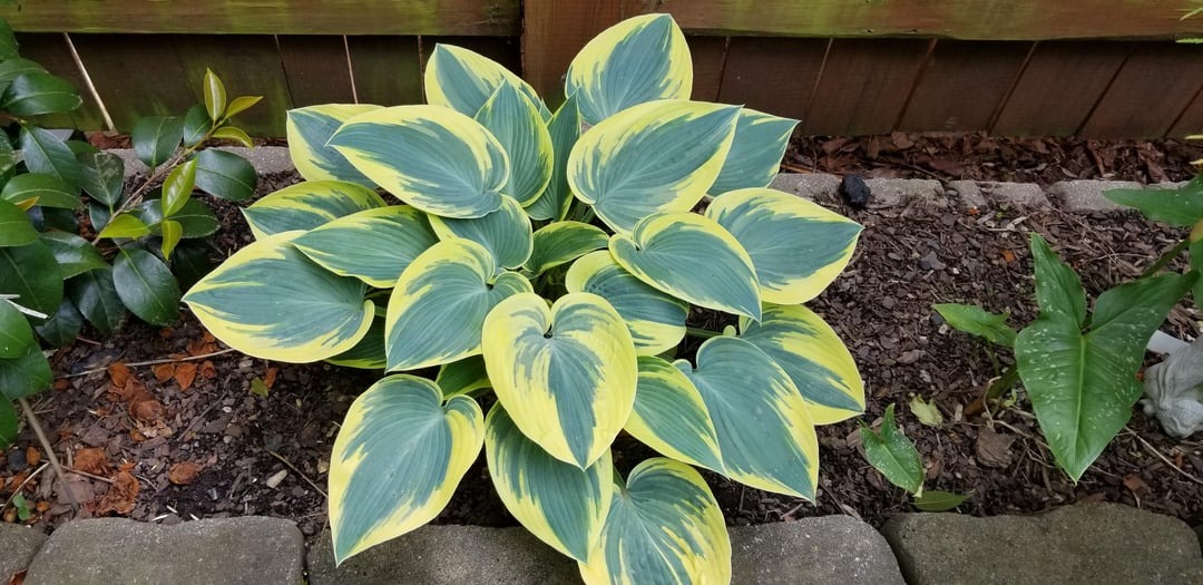 Hostas plant