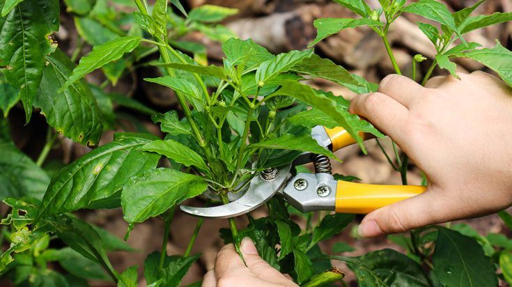 How To Prune Pepper Plants For Huge Yields