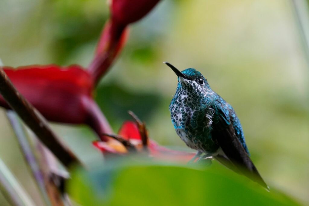 Hummingbird on the flower