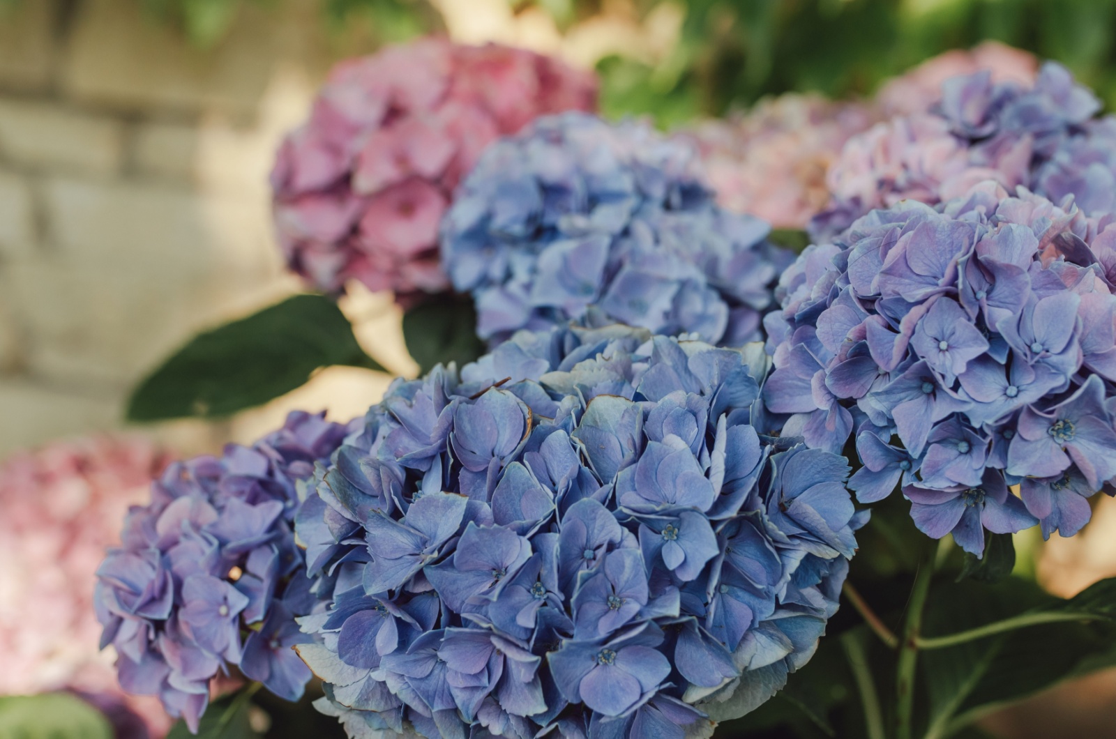 Hydrangea