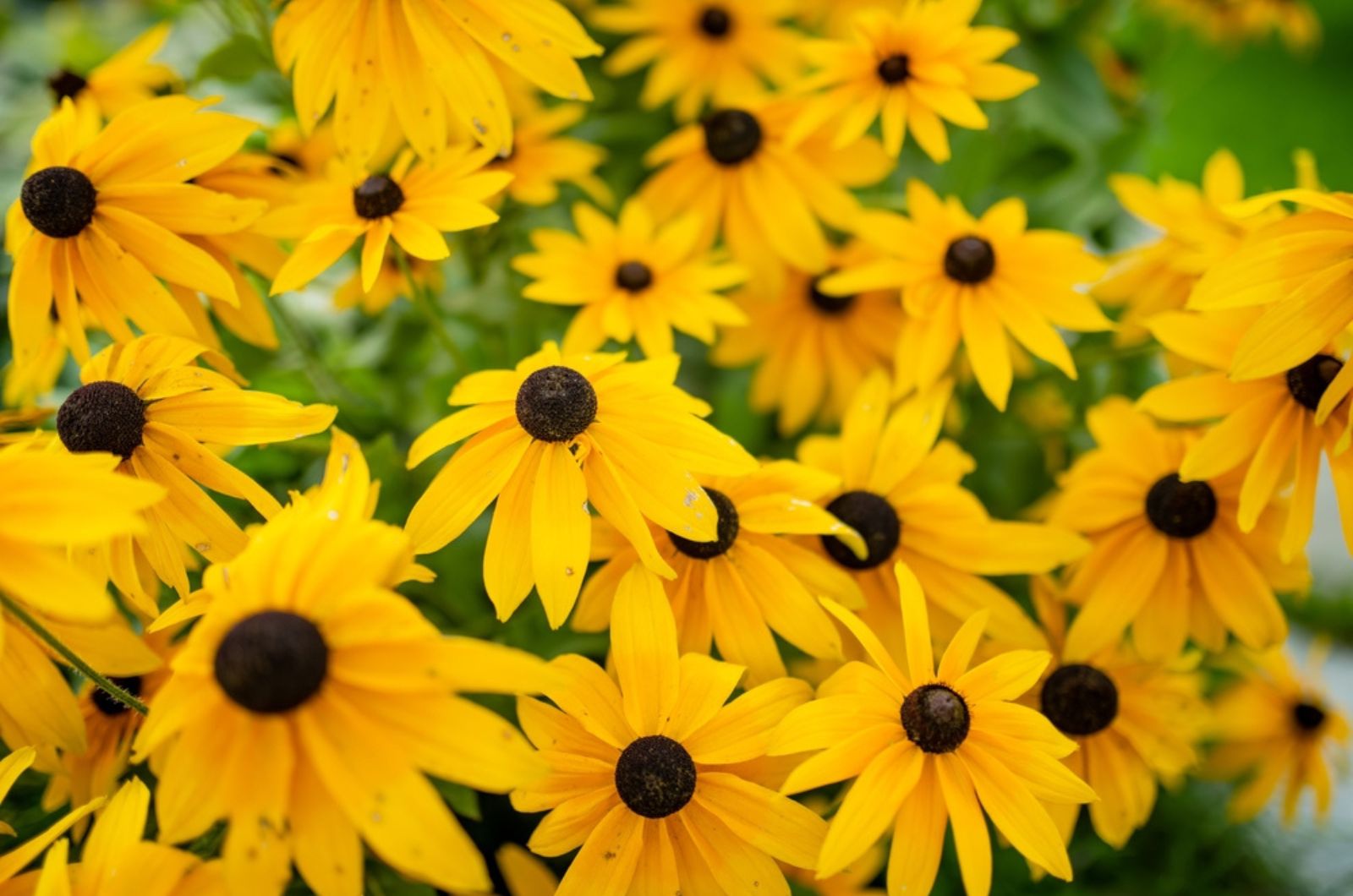 blackeyed susan plant