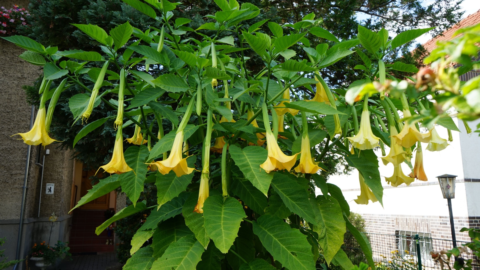 If You Want A Green Paradise Outdoors, Grow These Variegated Leaf Plants