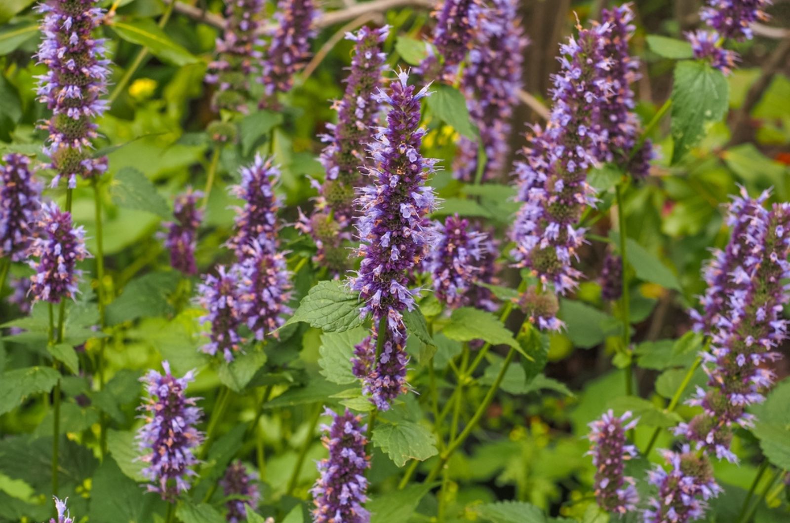 If You Want To Attract Beneficial Pollinators To Your Garden, Try Growing Hummingbird Mint 