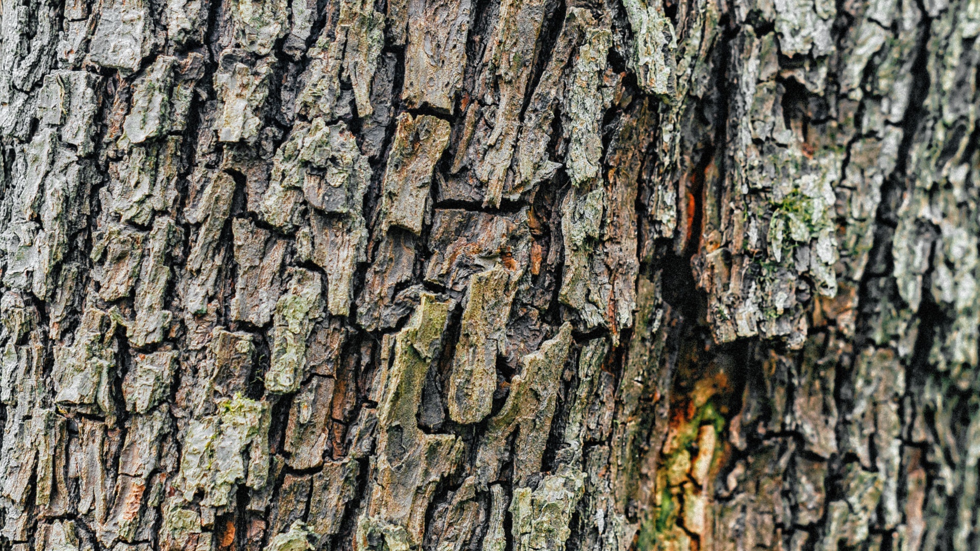 bark scale disease