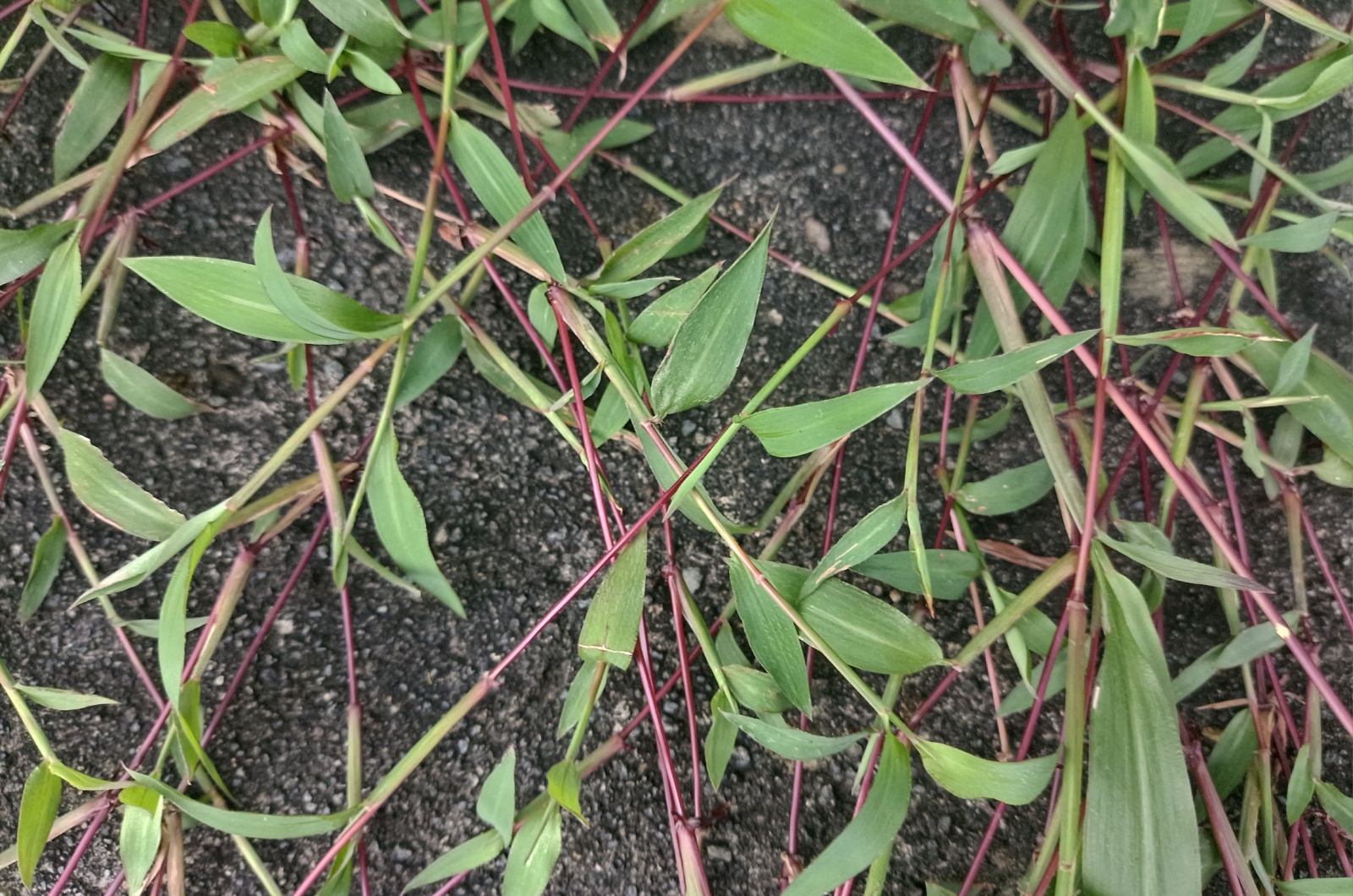 Japanese Stiltgrass