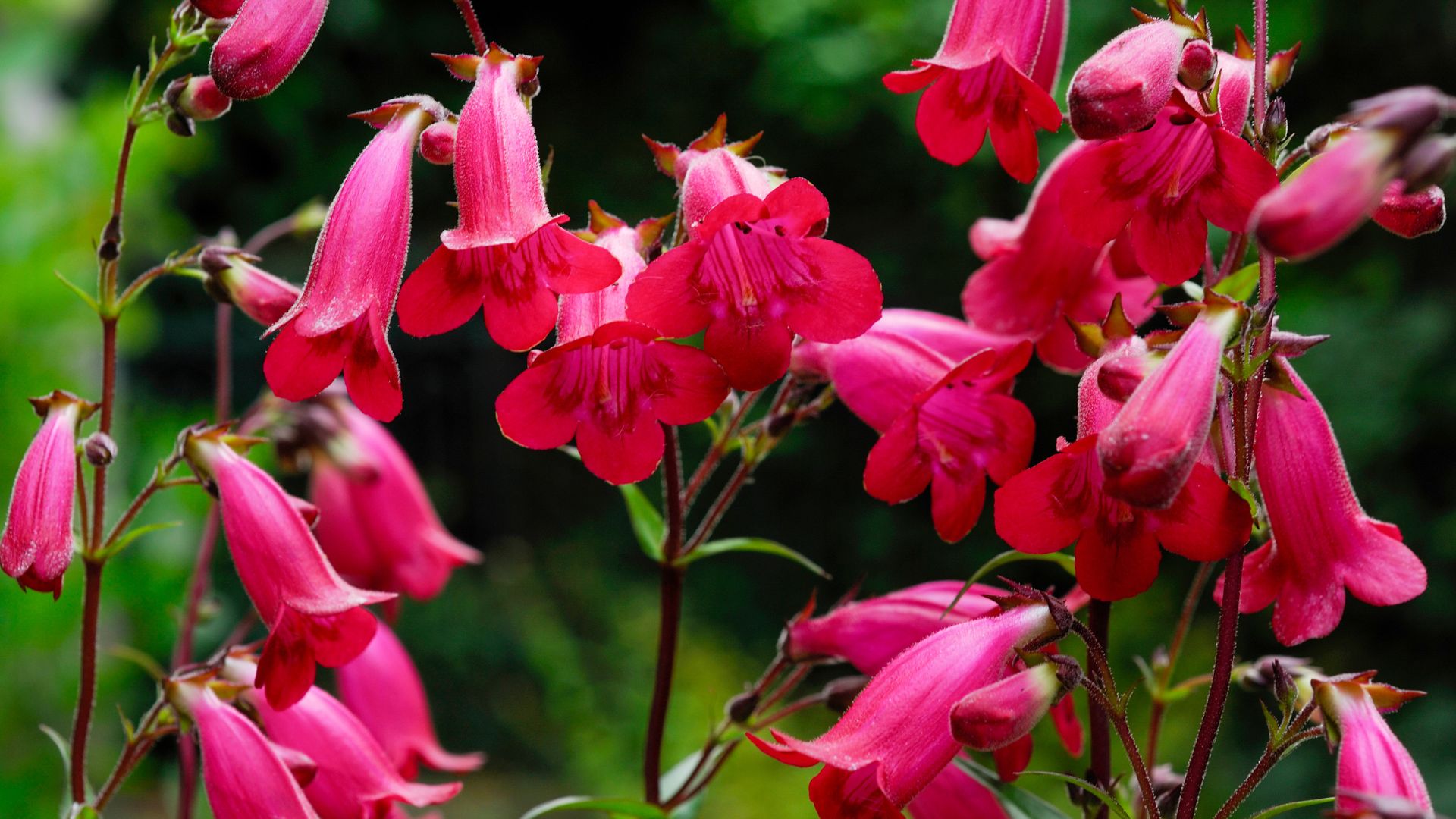 Keep Your Garden Thriving All The Way Through The Fall With This Stunning Flower