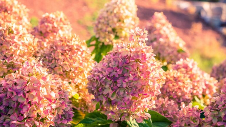 fall hydrangeas