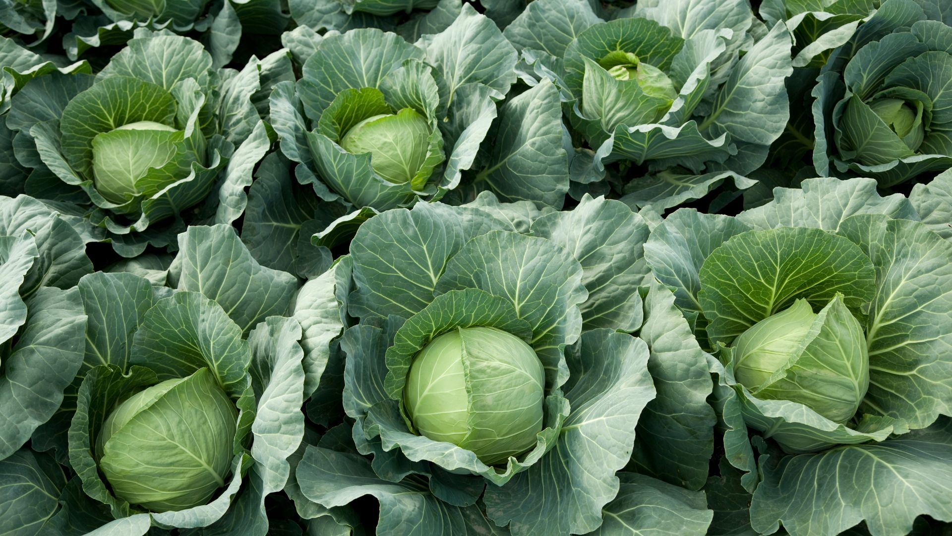 Make Cabbage Harvesting A Breeze With This Simple Hack