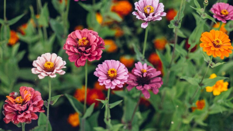 zinnia flowers