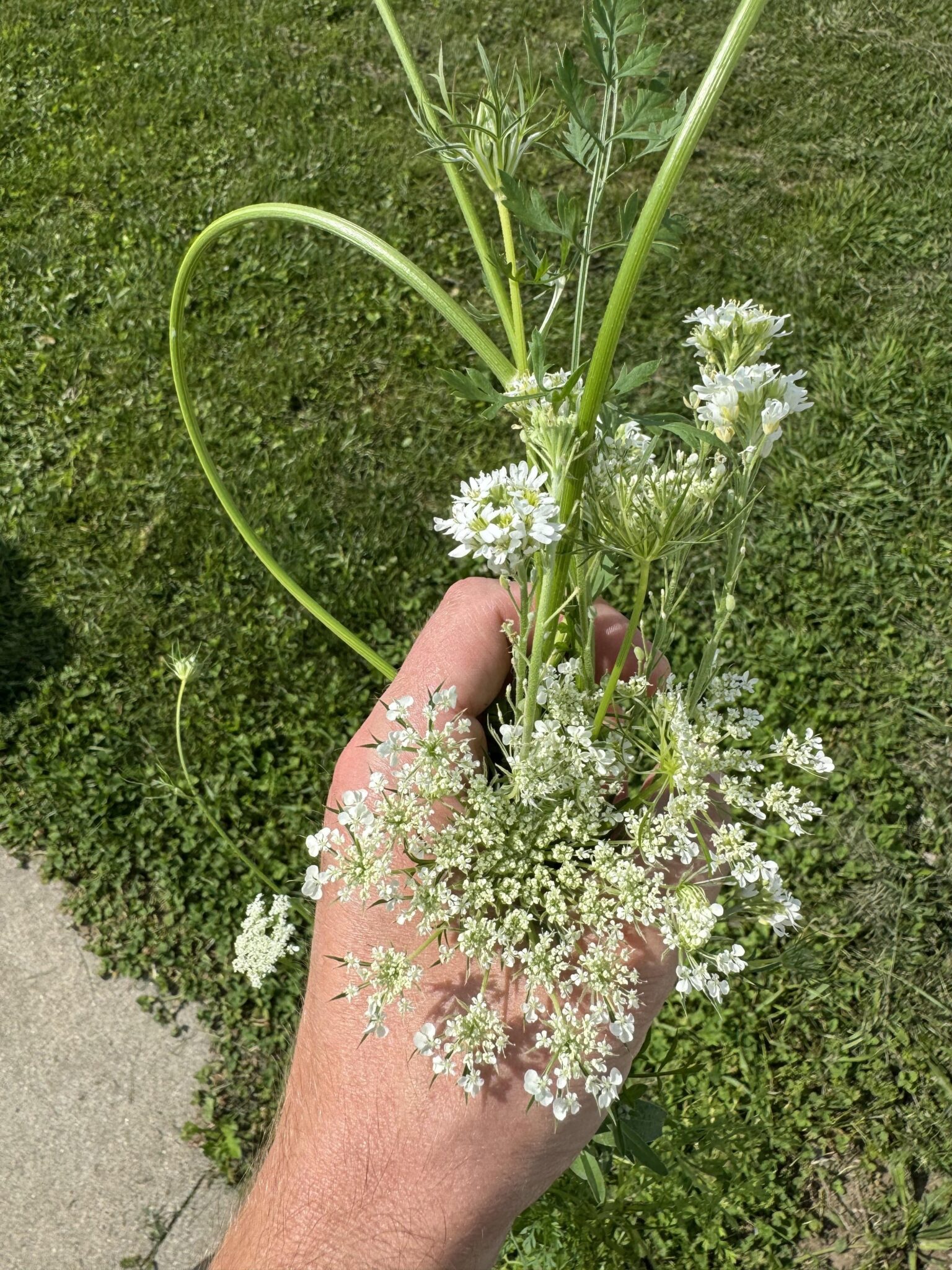 Use This Trick To Stop Invasive Plants Taking Over Your Garden