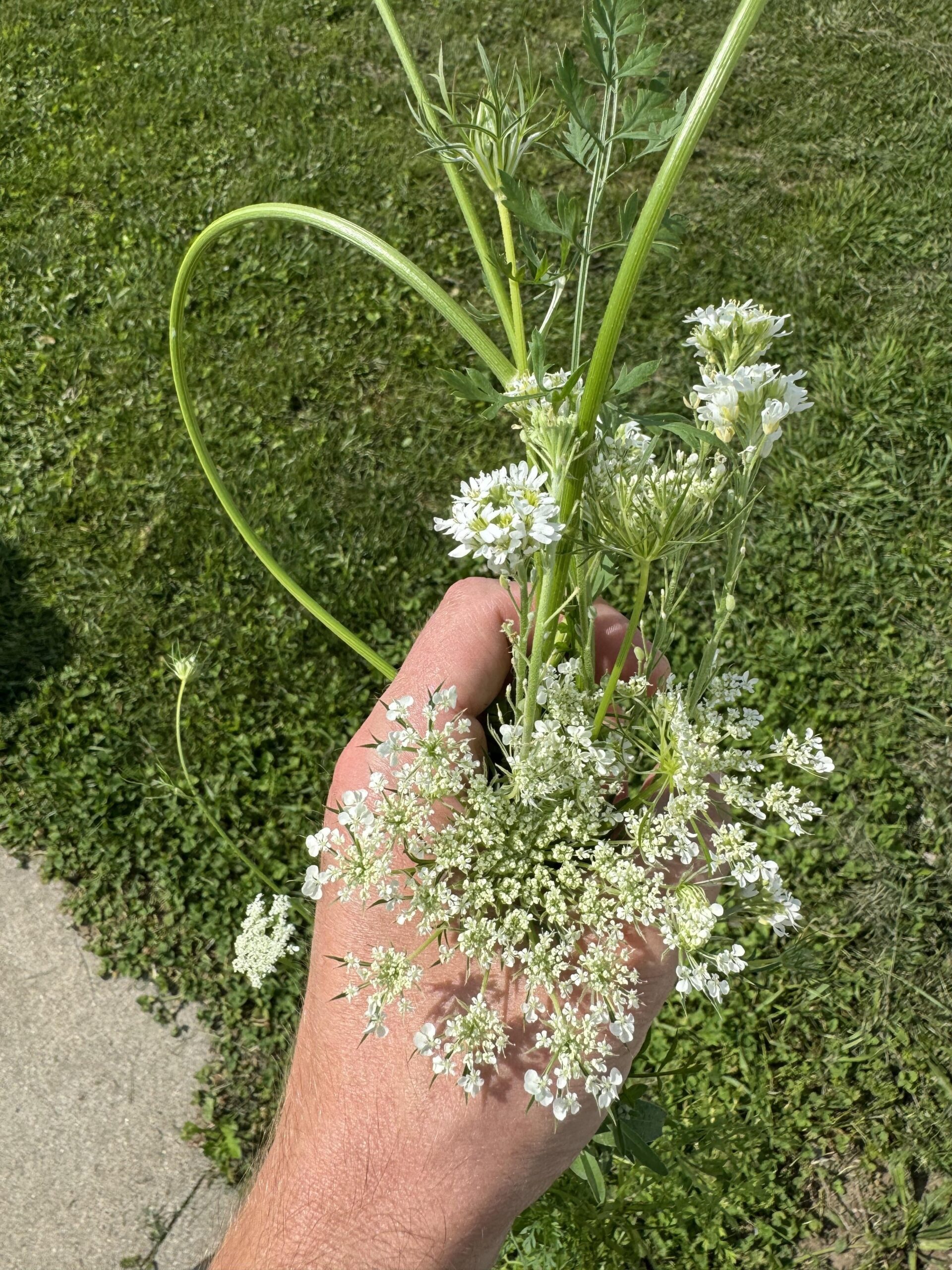 Milkweed plant