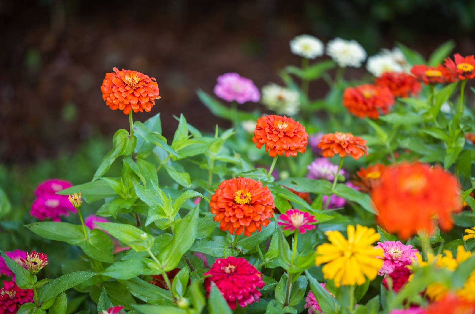 Orange Zinnia Flowers