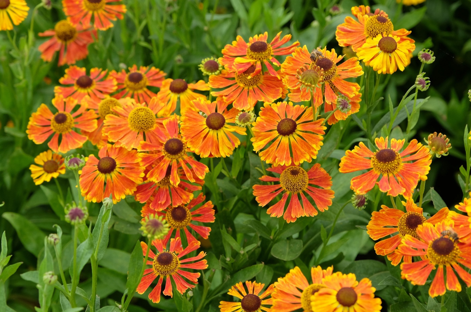 Orange and yellow Helenium sneezeweed