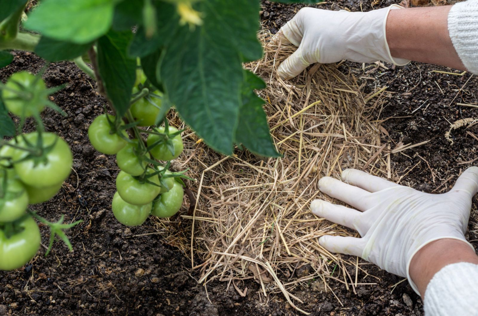 Organic mulching tomatoes