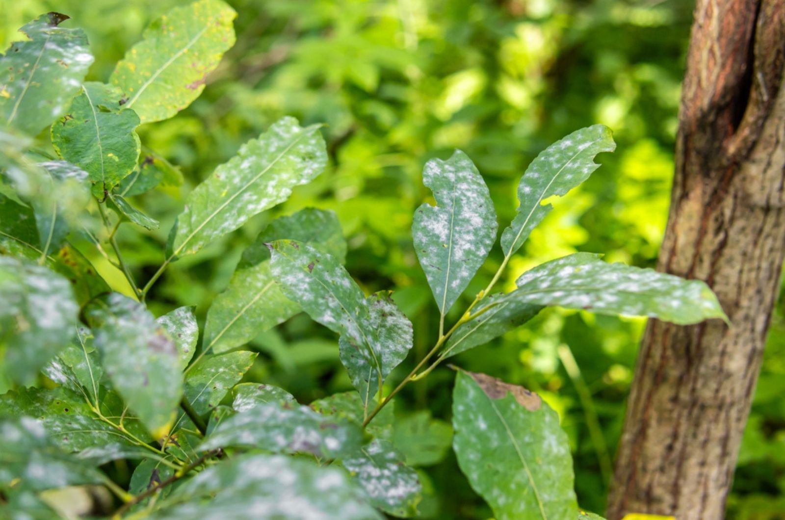 Overcoming Powdery Mildew Will Be Much Easier With These Amazing Tricks