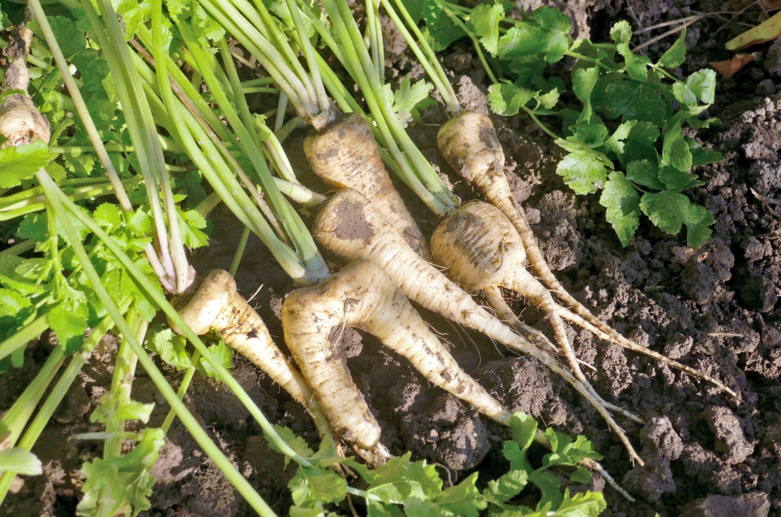 Parsnips