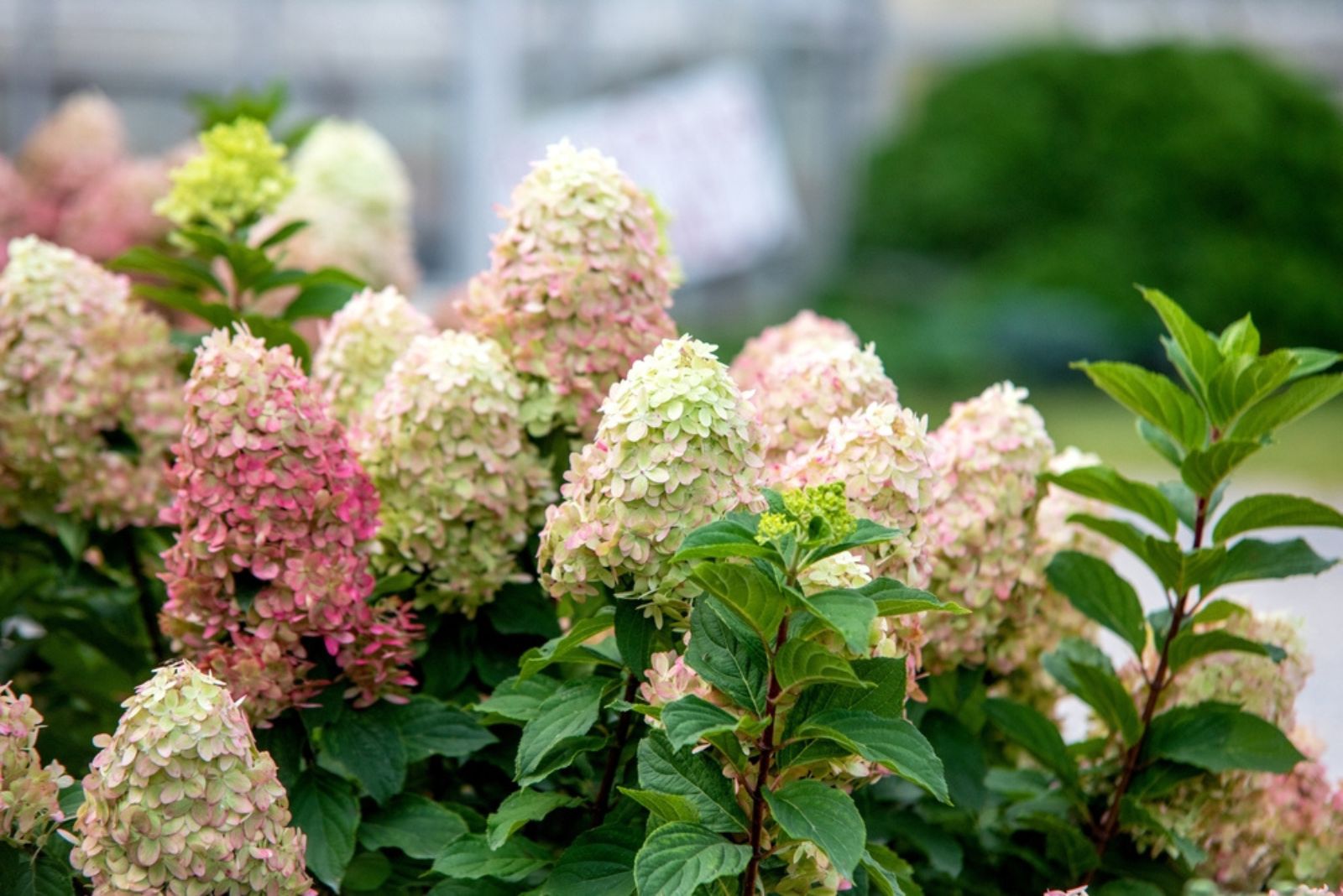 Peege hydrangea