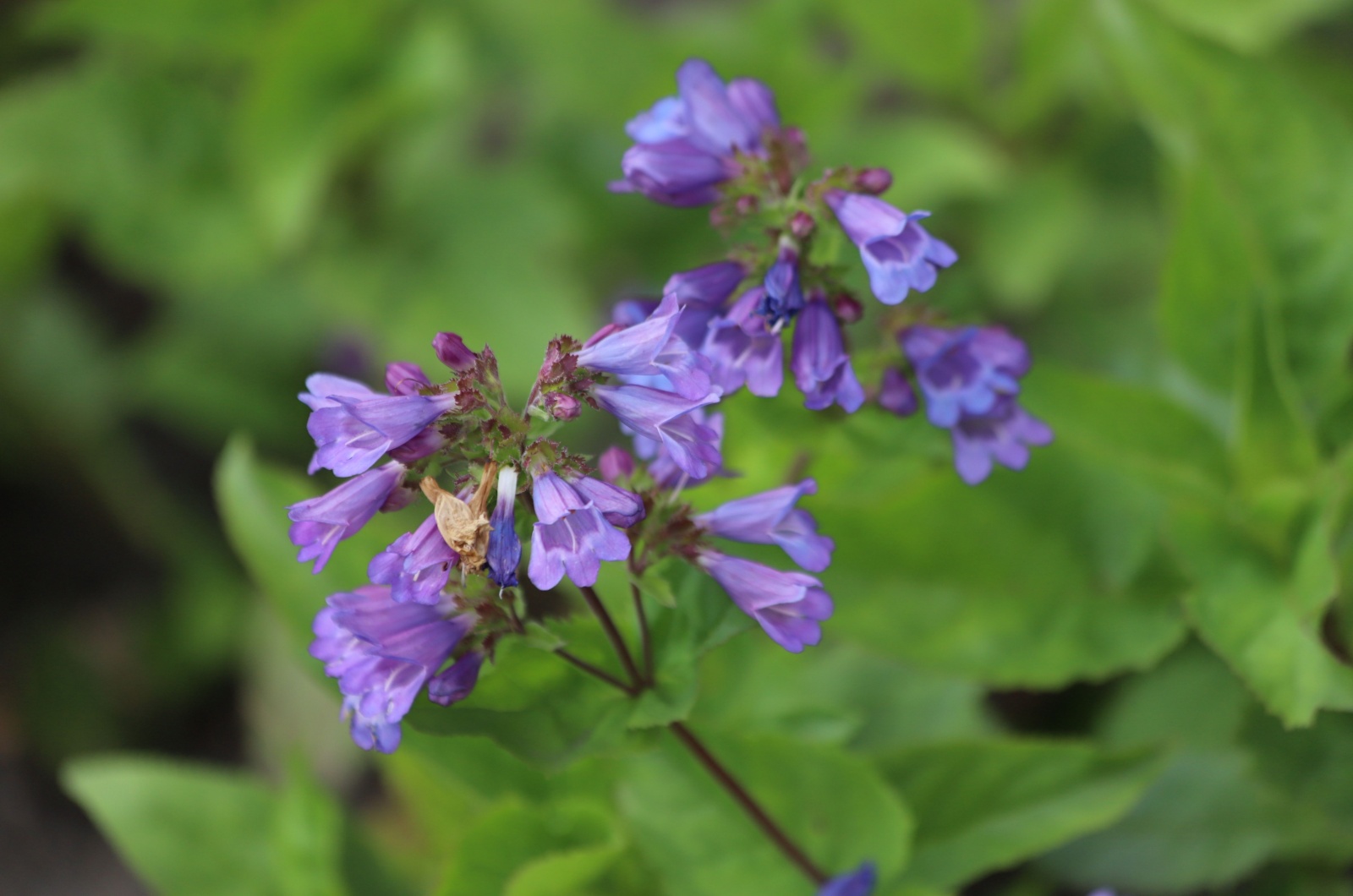 Penstemon