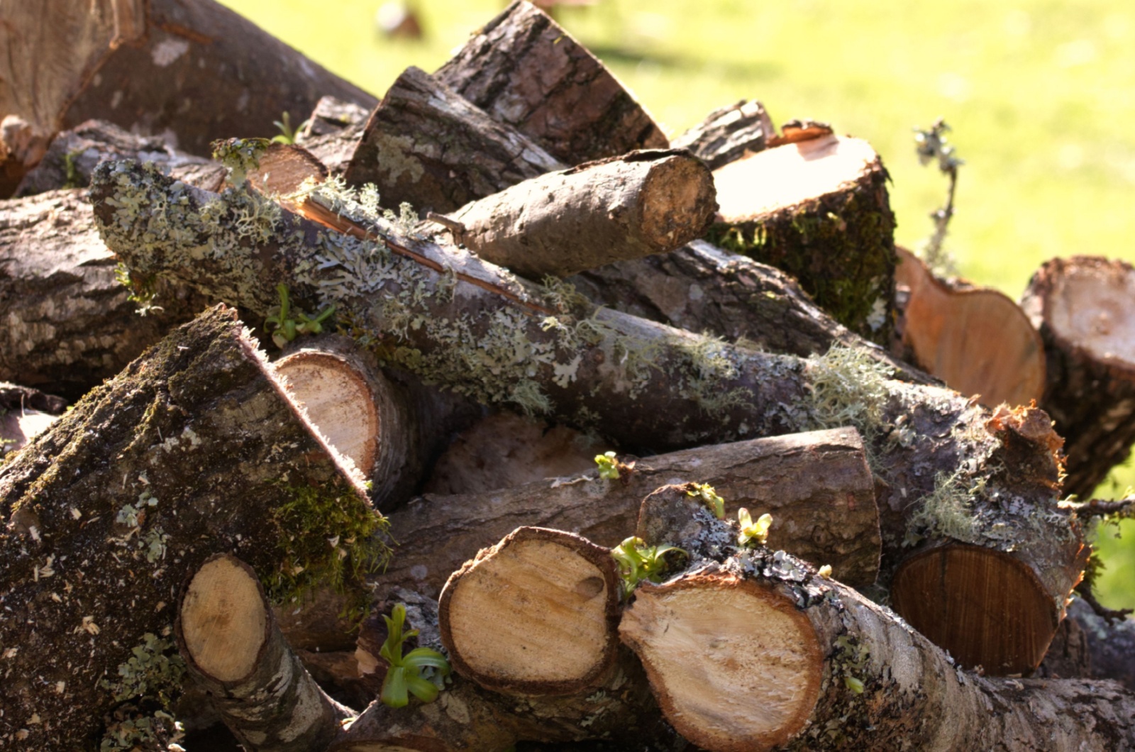 Pile of cut wet wood