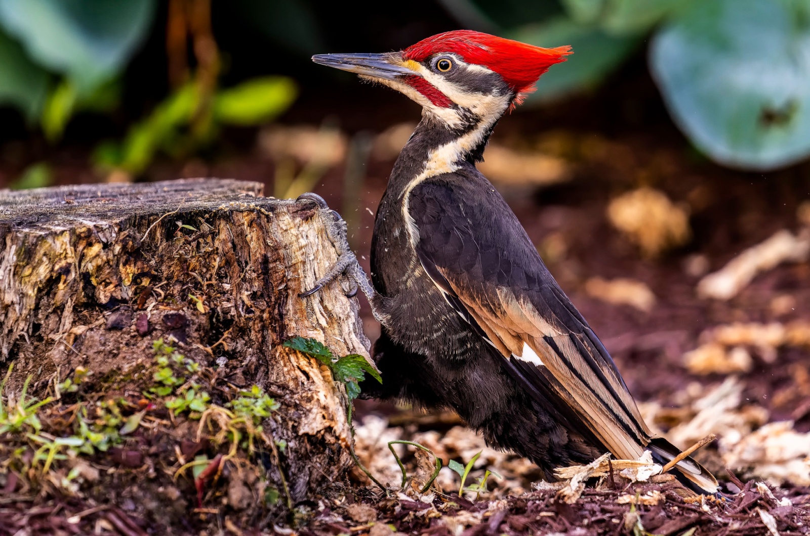 Pileated Woodpecker in garden