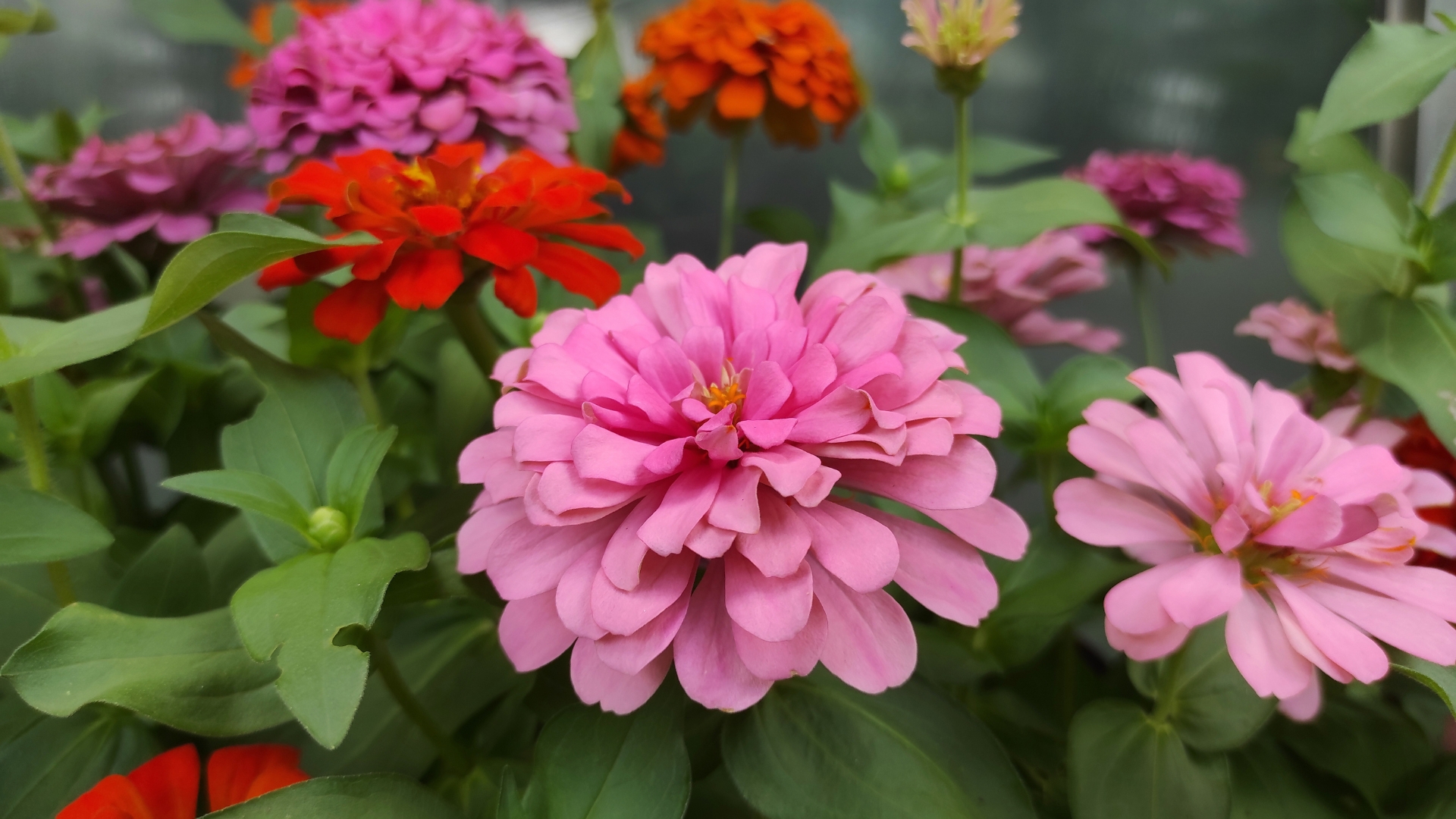 Plant Zinnias At The Right Time Of Year And See Them Bloom Like Crazy