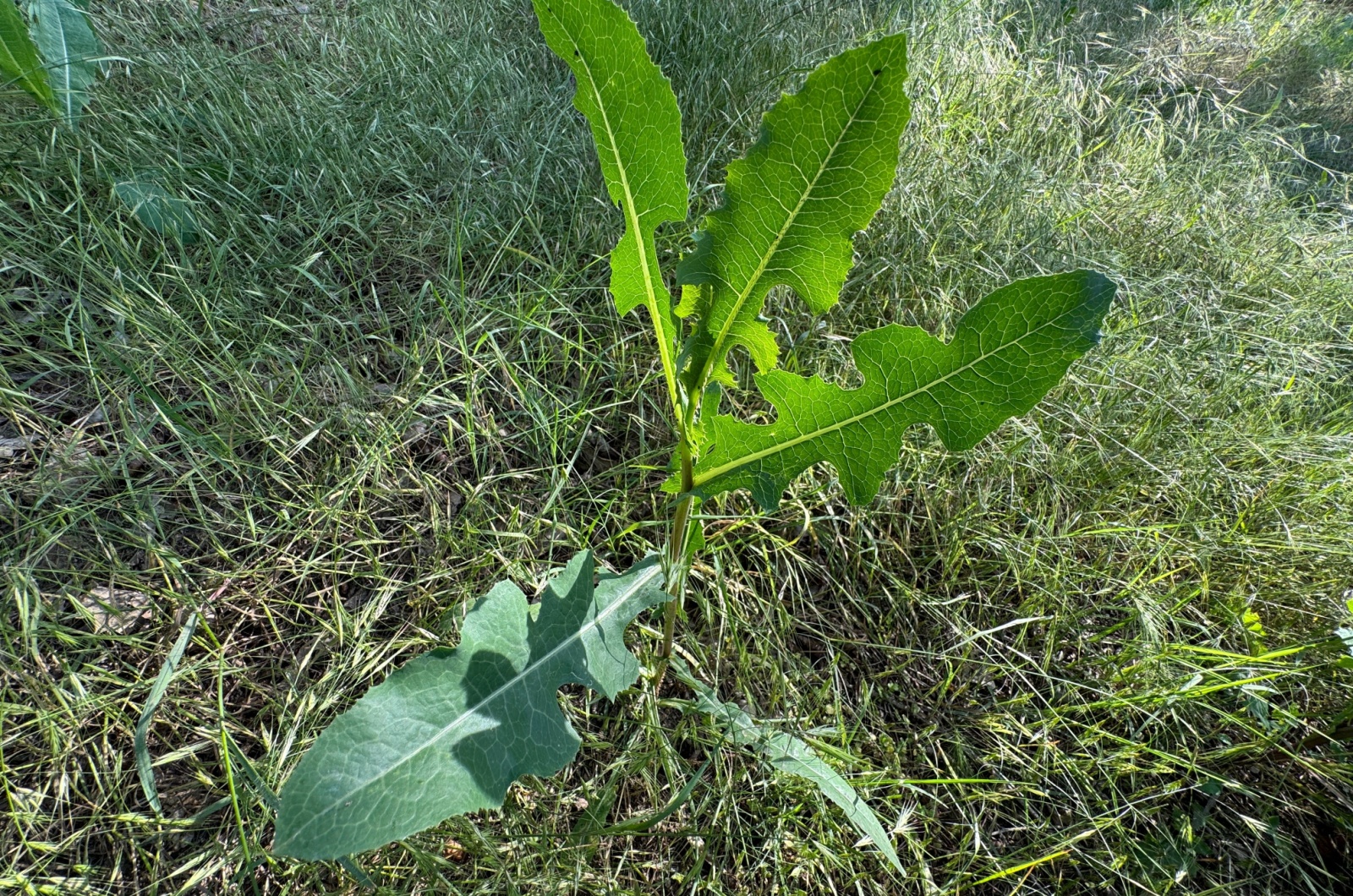 Prickly Lettuce