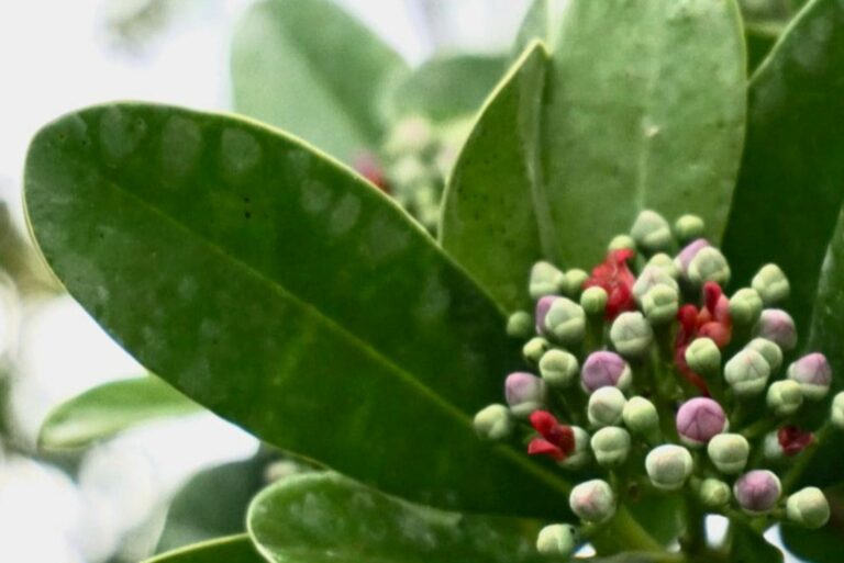 cinnamon leaves flowers