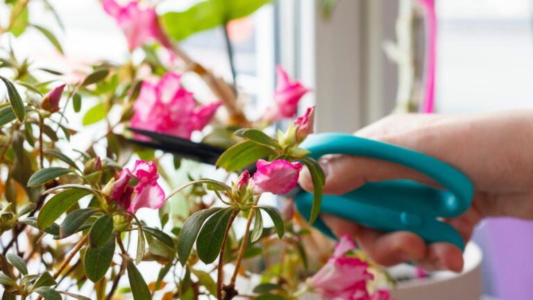pruning azaleas
