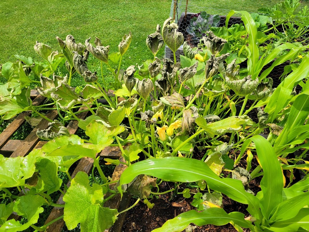 Pumpkin plant wilting