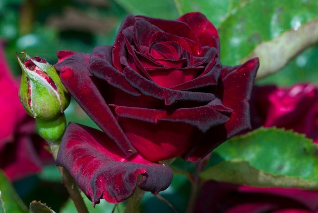 Purple flower of Rose Black Baccara