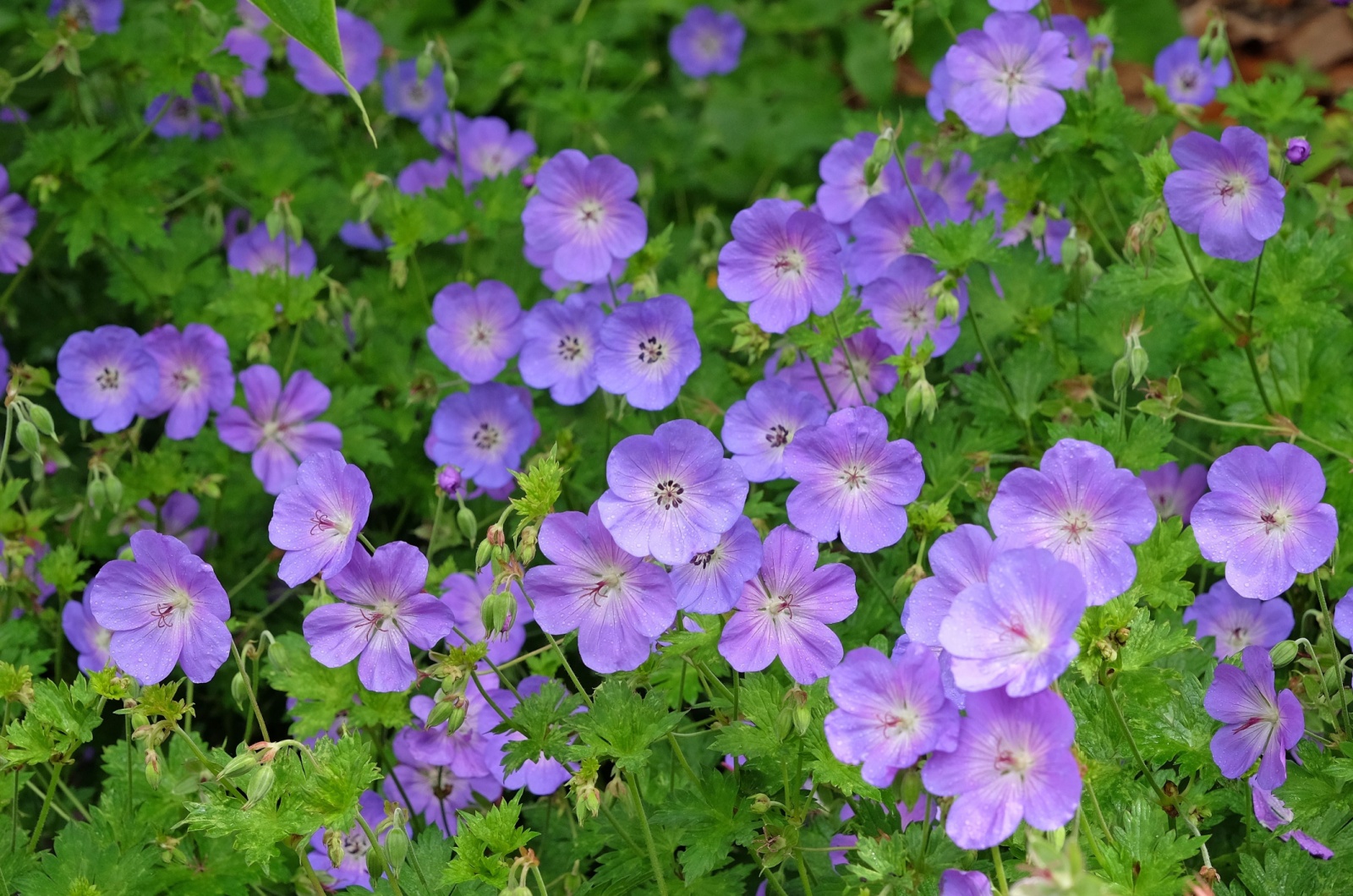 Purple hardy geranium